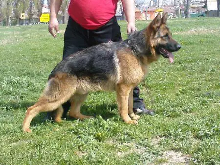 BGCH Enzo v Haus Mofli