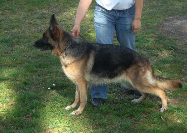 Questa vom Roten Wald