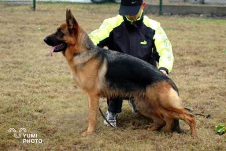 SG Adag von ShanShen