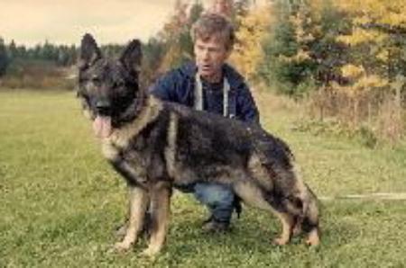 Ali vom Najo