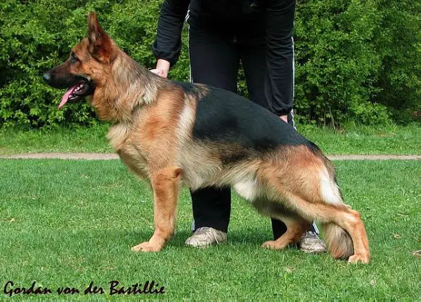 V1 (RUS) Gordan von der Bastillie