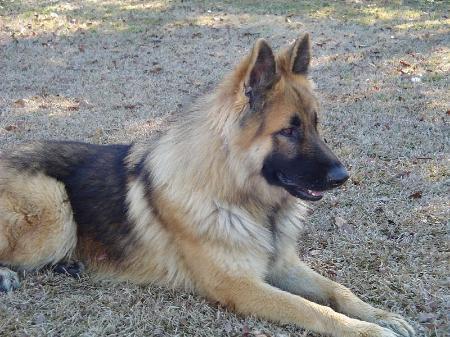 Argus Maximus Der Schaferhunde