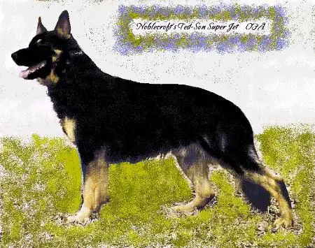 Noblecroft Ted-Son Super Jet