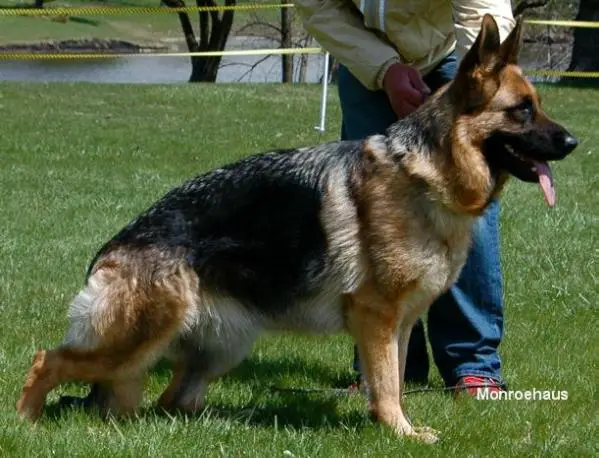 V Wilma von Monroehaus