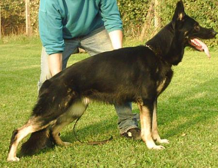 SG Edda vom Drohnenhof