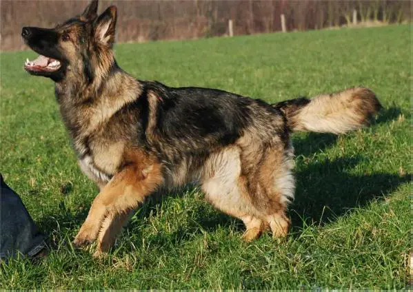V Bengasha vom Sieben Teufelsturm