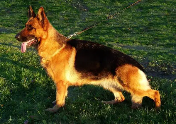 Fina vom Zottbachhaus