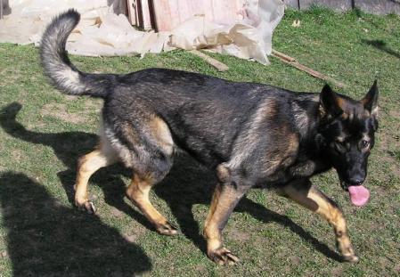 Agent z Granatove zahrady