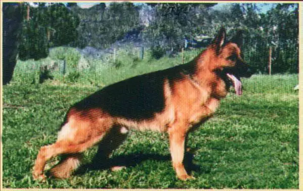 V Schany vom Mönchberg