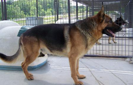 Indy Fleischerheim Von D Ott
