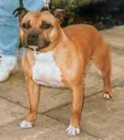 Clairwell Queen of Scots