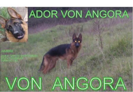 VV1 Ador von Angora