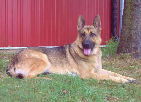 Tasha of Twin Oaks