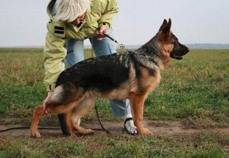 Aurum Aglis Shura Shellenberg