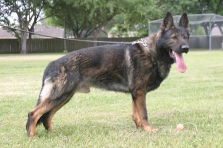 Borneo Mariko Bohemia