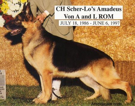 CH (US) Scher-Lo's Amadeus Von A And L II