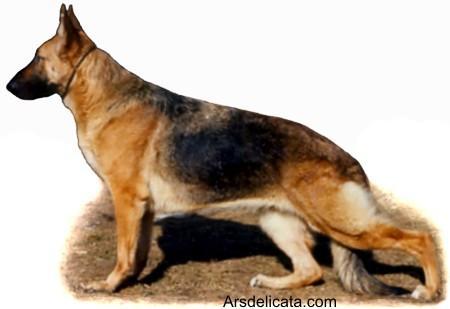 T-Ho's Randida of Woodside