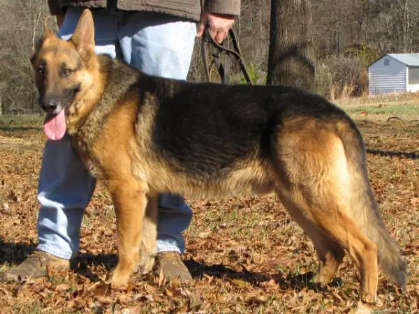 AKW'S Magnum Shepherd