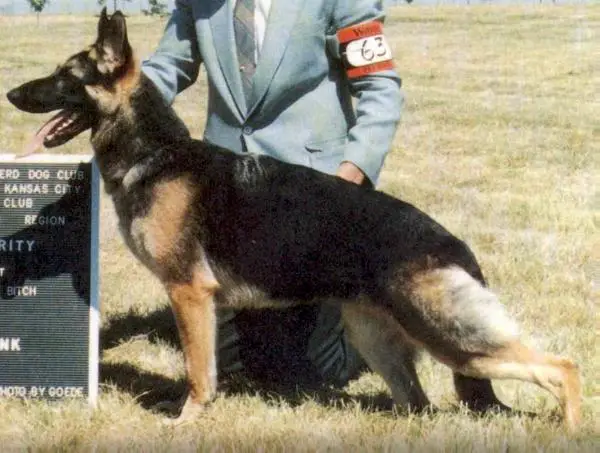 SEL CH (US) Lady Gabriela of Al-Clemya