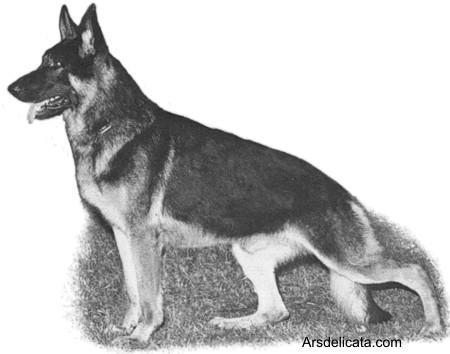 SEL CH (US) Cedar Creek's Erin of Lee Ray