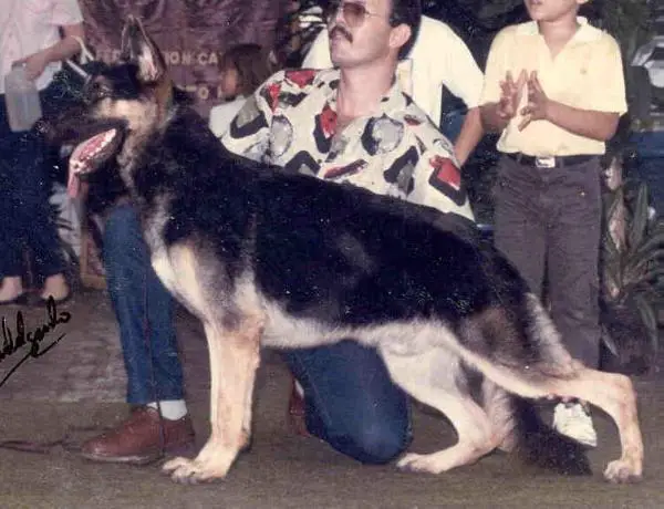 Dan Ann's Don Ruklakar-Muerak