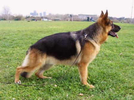 MULTI CH Vegas Von Haus Bura