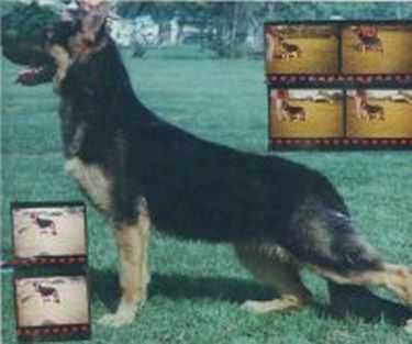 Daphnes Rin Tin Tin VI