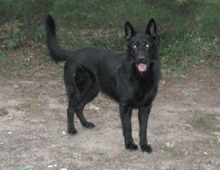 Arthus Vom Waldhugel