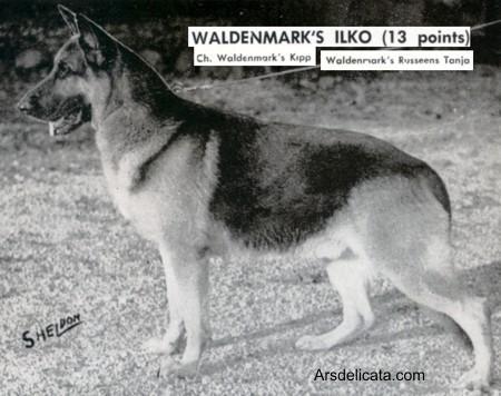 CH (US) Waldenmark's Ilko