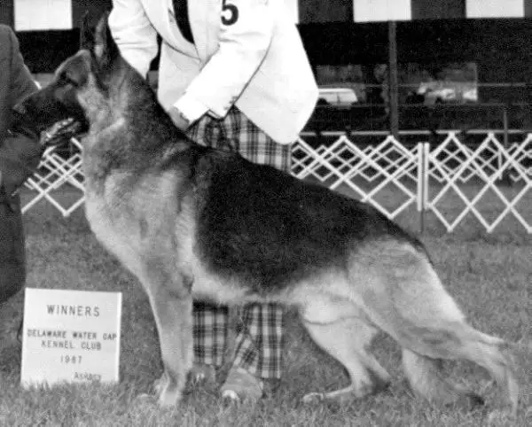 Forte's Blade Runner of Totana