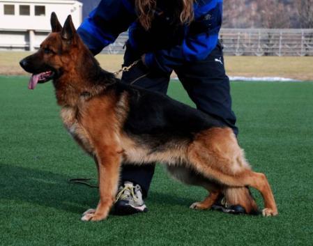 Dragor vom Deutschen Eck