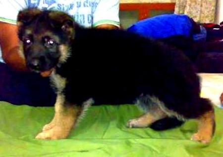 Casino Vom Arckinova