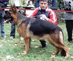 Caius van Contra