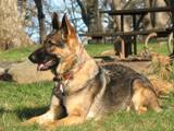 Alfa-K9's Anja