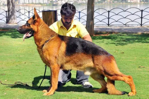 V2 NAGPUR GSD SHOW Makay Blue Iris