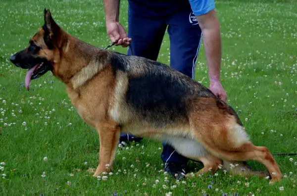 V Nelly vom Suentelstein