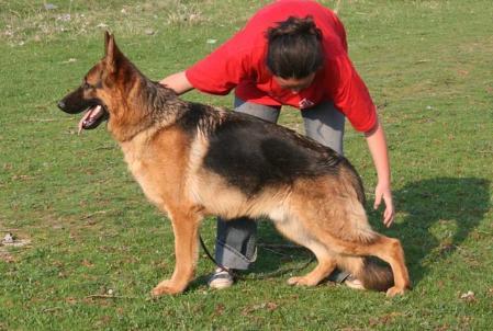 SG 3 RO Gabor v Wolfenthal