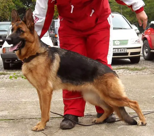 Augustus Canis Heike