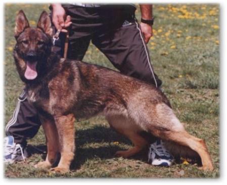 Verona z Pohranicni Straze