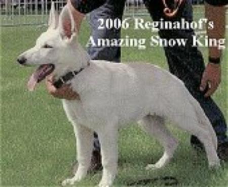 Reginahof's Amazing Snow King