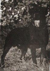 ADRK EJS'79 Aggi vom Siedlerpfad