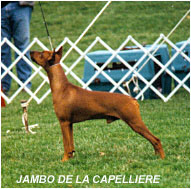 INT CH, WW`97,98 - JAMBO de la Capelliere