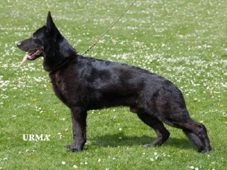 V Rikkor vom Geefacker