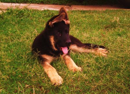 A-Caldwell vom Schwarzenhof