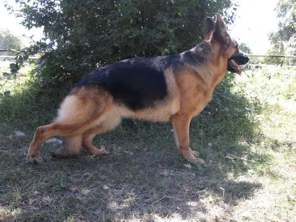 Nikosta von Adliger Haus