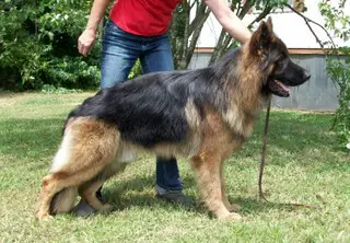 Ukhan vom Canisphere