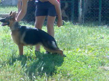 Enchy von Marbo Wolf