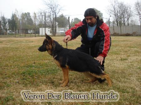 Veron Der Blauen Hunde