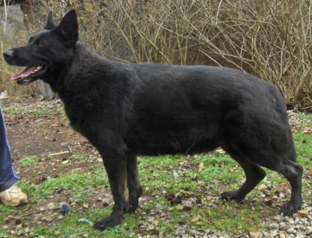 Livinghaus Ebony V Pilgrim