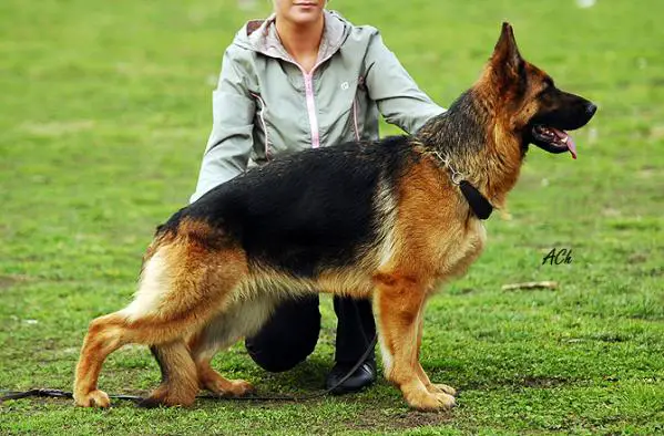 Ilona iz Doma Infanti